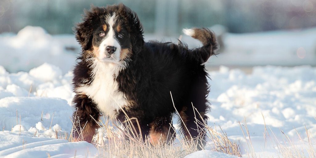 poochdvd's tweet photo. Whose doggies have been enjoying the snow today? 🙋🏼 #doglife #beastfromtheeast #Snowmaggeden https://t.co/9cvmylK1Bt