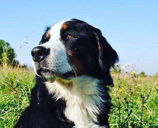 If I had a pound for every time my dog made me smile, i'd be a millionaire.
・・・
📸 credit: <a href="/dog_lover/">Joannie</a>.pe x.com/DogYouKnow1t ift.tt/2GX7Ggb