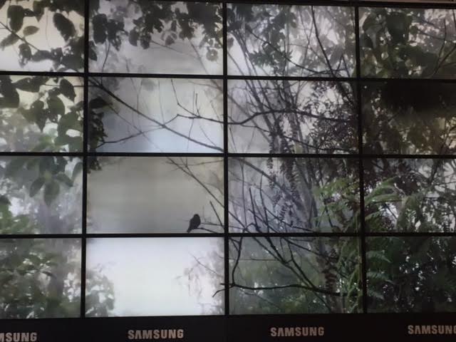 WVLGTHS's tweet photo. Teddy Williams' original trailer for the 40th edition of @Cinemadureel now playing @CentrePompidou until April 1st. @tdyw https://t.co/wJDtb0wEEy