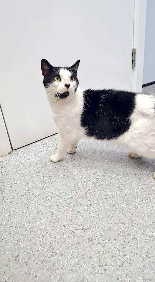 HGNewParkVets's tweet photo. Super friendly B&amp;W male cat found in #Burnbridge near #Harrogate Likely to gone astray hidden on vehicle engine due to could weather. Please help to reunite with owner. #Leeds #York #Wetherby #Skipon #Ripon #Thirsk #Yorkshire https://t.co/PldYxMVV4p