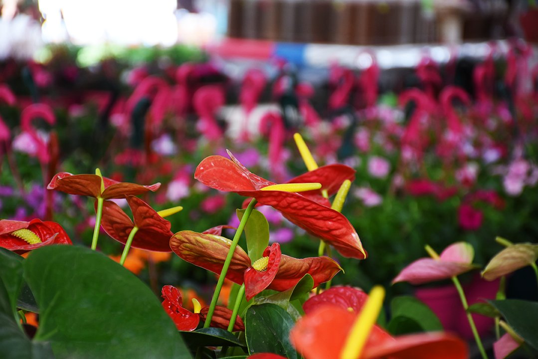 CielitoFloral's tweet photo. Llena de vida y color tus espacios con un hermoso Anturio de Cielito Floral ... #decora #anturios https://t.co/COaMWZfOtZ