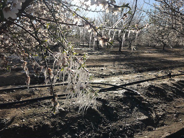 Continuing on almond bloom - its been a tough year with a very warm start to February bringing on early-fast bloom, then freezing cold (photo of farmer running water), and now rain. Check out early 2018 prediction thealmonddoctor.com/2018/02/07/201… vs. this week agalert.com/story/?id=11646.