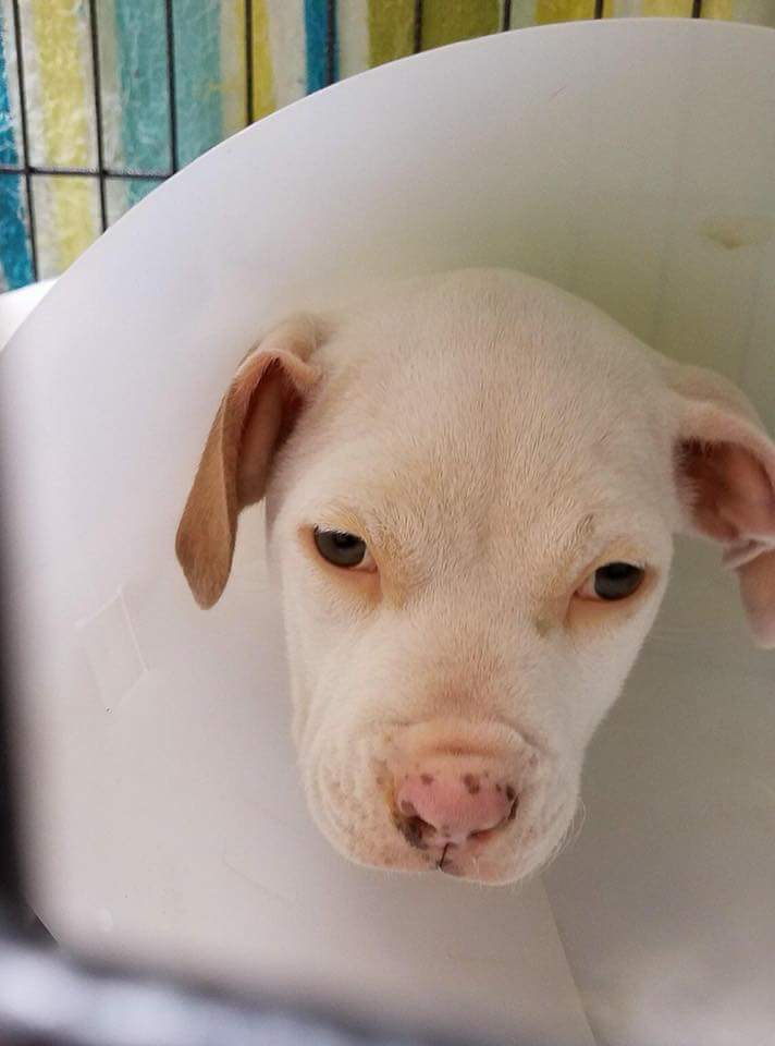 IHADRO614's tweet photo. 🆘️This is a very CRITICAL plea for help!!!! 
Location is COLUMBUS, OHIO...
Little MABEL needs a life saving blood transfusion. https://t.co/VudsLigNj4