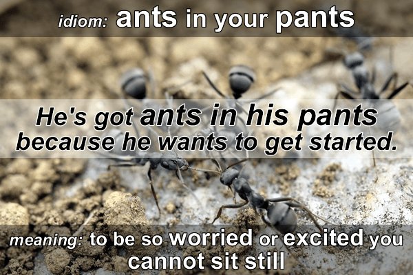 have ants in your pants !!! | English phrases idioms, English phrases  sentences, English vocabulary words learning