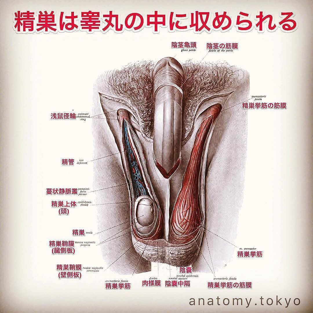 かずひろ先生 なるほど解剖学 No Twitter 精巣は睾丸の中に収められる 解答 睾丸は精巣の別名で 陰嚢の中に収められています 精巣 睾丸 陰嚢の中に左右一対存在する 解剖学 生殖器系 男性生殖器 精巣 一問一答