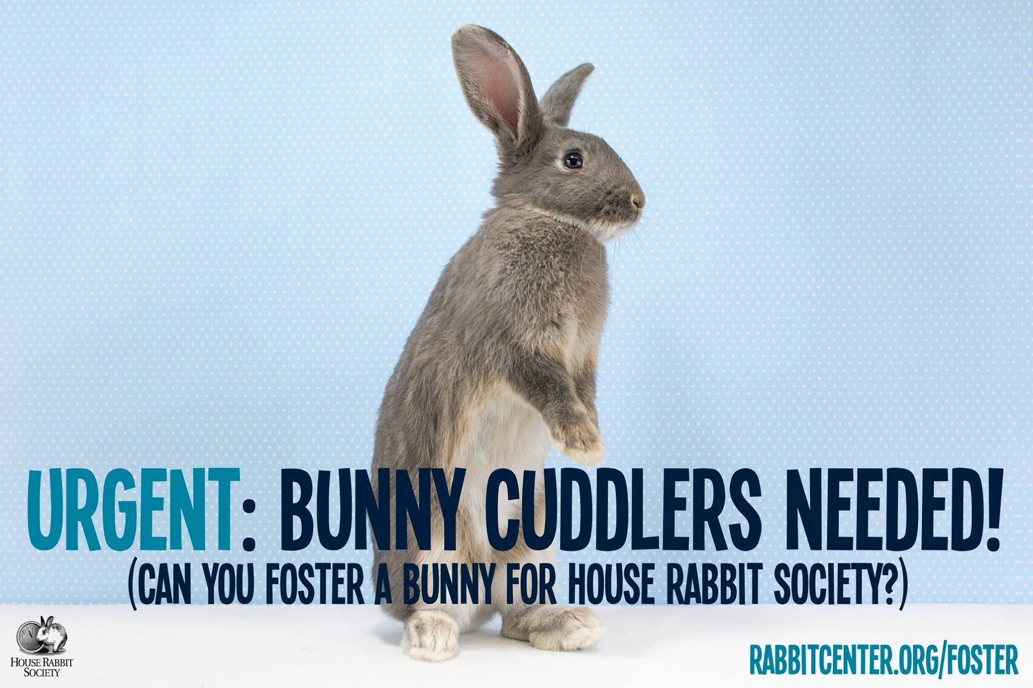 House bunny society cheap