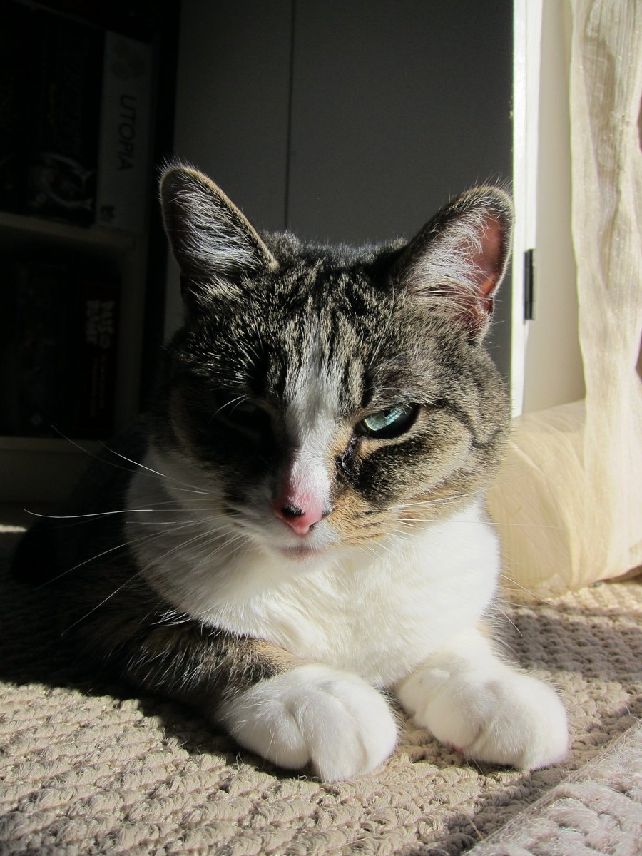 ShowMeTheTuna's tweet photo. Kinsey has a little UTI (TMI) and has peed on the floor a few times. Everyone says poor little thing - but when I see that face I think it's really "Pee for Vendetta" #catlife #ipfreely #vengeance https://t.co/p6t33FP2Kl
