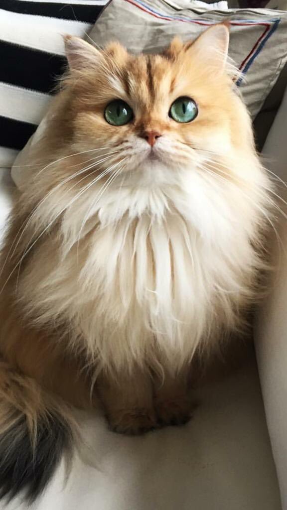 wallpaperdays's tweet photo. #heeyy #lovely #cat https://t.co/vtWtXO0Chh
