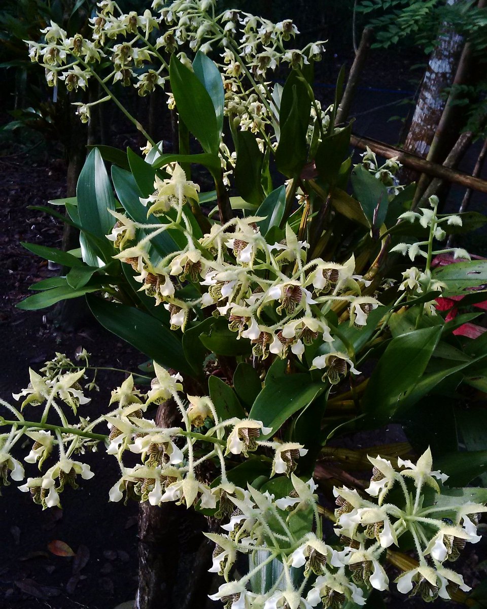 Yogyakarta Orchidiningrat tweet media