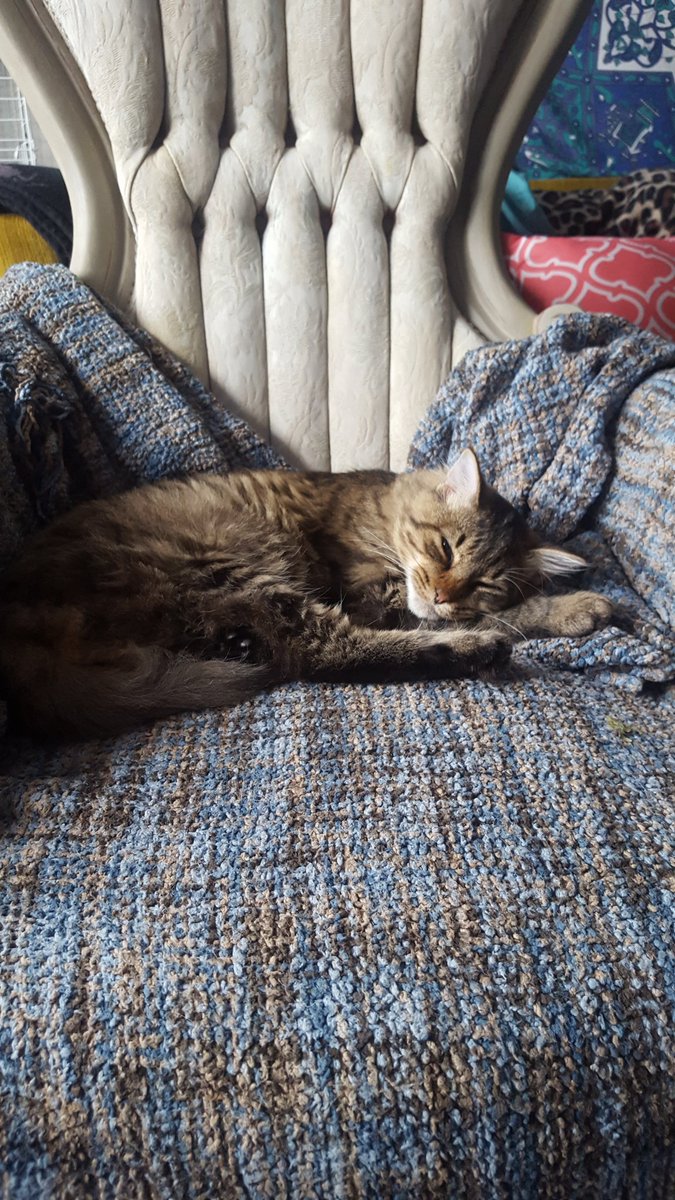 Spookibae's tweet image. Being a cat must be difficult
#catnap #cats #sleepy