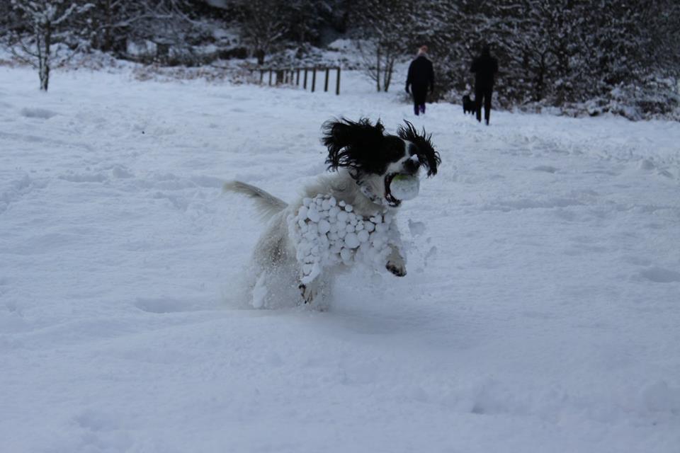 moztech's tweet photo. Jazz Woofit has also been loving the snow in Sussex #bigfreezeon5 https://t.co/b1iRC9dCTU