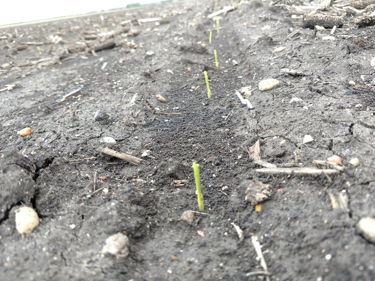 bigaljack's tweet photo. The #corn I #plant18 on Feb 15 is starting to emerge. Can't wait to get back in to plant more. https://t.co/ViUMNvgcF0