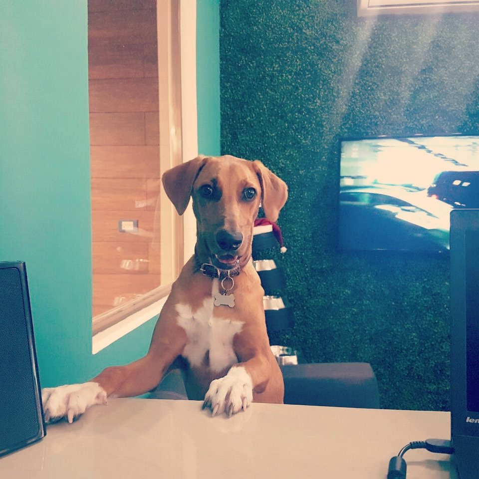dogcentervhsa's tweet photo. Maneja las situaciones estresantes como un perro. si no puedes jugar con eso o comerlo, solo hazle pis y sigue tu camino. #PerrosInteligentes #MasPerrosMenosHumanos #AprendiendoAHablarPerro https://t.co/pjx2BnIwrX