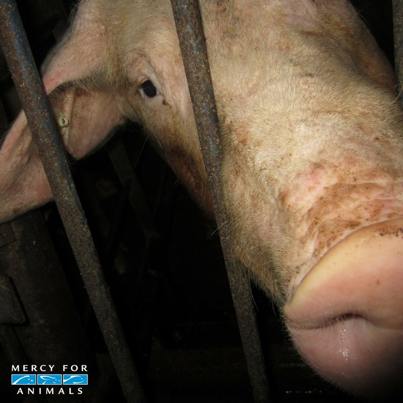 MercyForAnimals's tweet image. "The question is not, 'Can they reason?' nor, 'Can they talk?' but rather, 'Can they suffer?" -Jeremy Bentham #NationalPigDay