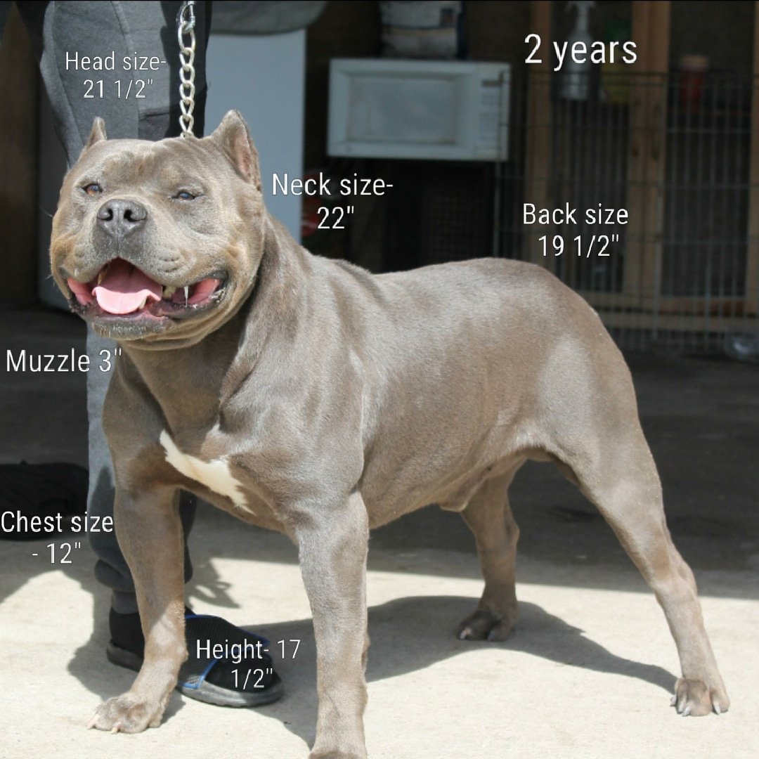 RAREBREED_1719's tweet photo. SAN BERNARDINO RAREBREED KENNELS #BIGBOY/BEASTMASTERKENNEL CLUB #Maestro #Rocko #JoeyDeBlanc #SamanthaDiamond #Penny #tri #abkc #ukc #pitbullsofinstagram #creationz_by_shirlz #americanbully #protection #train #myonna #quelece #london #joyver #marlie #jovannaclickcapturepose https://t.co/SJMZmKZLfj