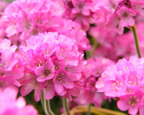 تويتر メリアルーム 土日祝いいねお休みです على تويتر 今日の花 3月2日の誕生日花は アルメリア 花言葉は 可憐 この日生まれの人はとても素直でほっとけないタイプです 人を疑うこと知らない為 ピュアな人です 周囲の人が気にかけ 守ってあげま