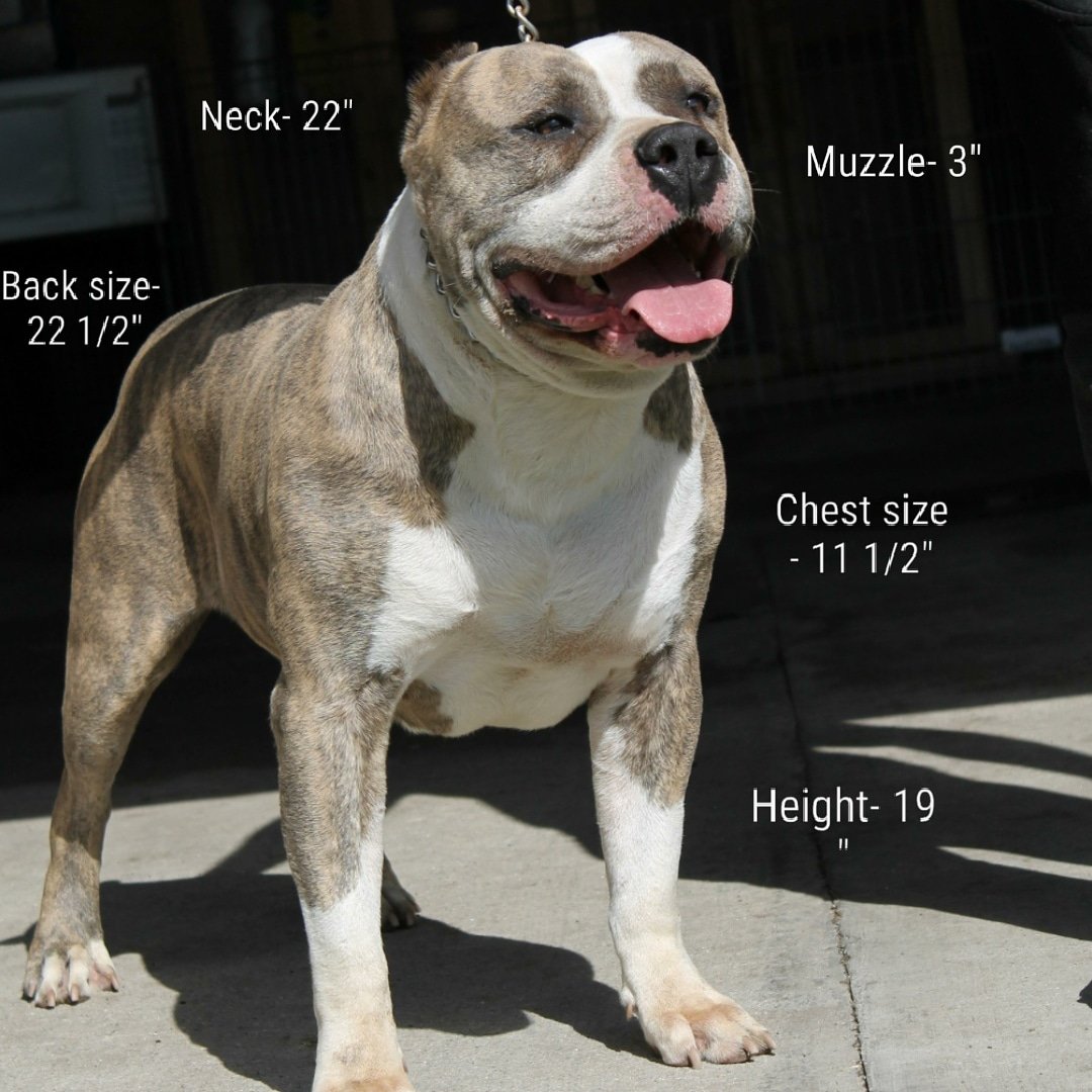 RAREBREED_1719's tweet photo. SAN BERNARDINO RAREBREED KENNELS/ NATOSTORM SIRE #SOTO'SGOELMACHETE DAM #SHIKERA DREAM BIG. #sbrbk #comecorrectline #abkc #ukc #pitbullsofinstagram #creationz_by_shirlz #americanbully #protection #train #family #myonna #quelece #london #joyver #marlie #jovannaclickcapturepose https://t.co/fHqppOarJA