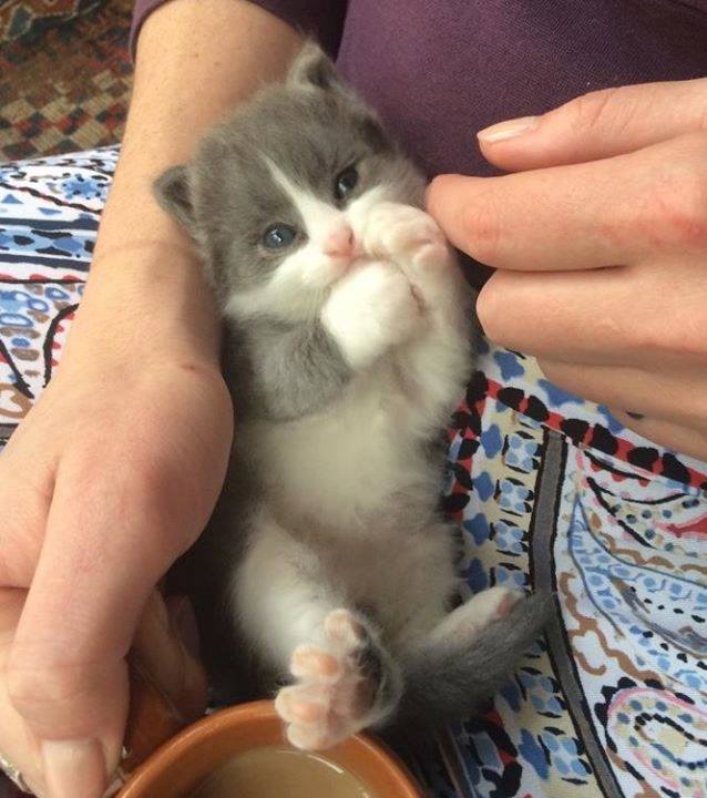 catsnkittys's tweet photo. Awww, look at those stretched out jellybeans... https://t.co/Wg5j9DXkrG