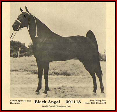 TWHAC's tweet photo. #TBT to the 1943 Tennessee Walking Horse World Grand Champion "Black Angel." #tennesseewalkinghorse #tennesseewalker #TWHNC https://t.co/iM9BSvNZAf
