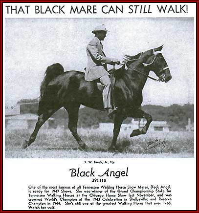 TWHAC's tweet photo. #TBT to the 1943 Tennessee Walking Horse World Grand Champion "Black Angel." #tennesseewalkinghorse #tennesseewalker #TWHNC https://t.co/iM9BSvNZAf