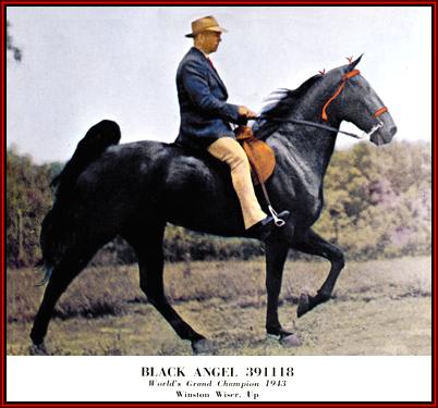 TWHAC's tweet photo. #TBT to the 1943 Tennessee Walking Horse World Grand Champion "Black Angel." #tennesseewalkinghorse #tennesseewalker #TWHNC https://t.co/iM9BSvNZAf