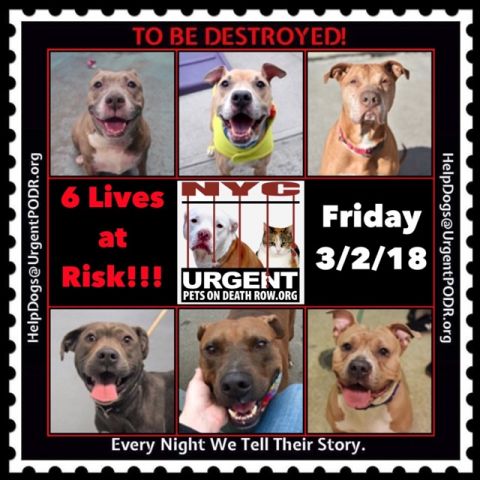 TO BE DESTROYED 03/02/18 - 
 
newhope.shelterbuddy.com/Animal/List
 
To rescue a Death Row Dog, Please read...
nycdogs.urgentpodr.org/to-be-destroye…