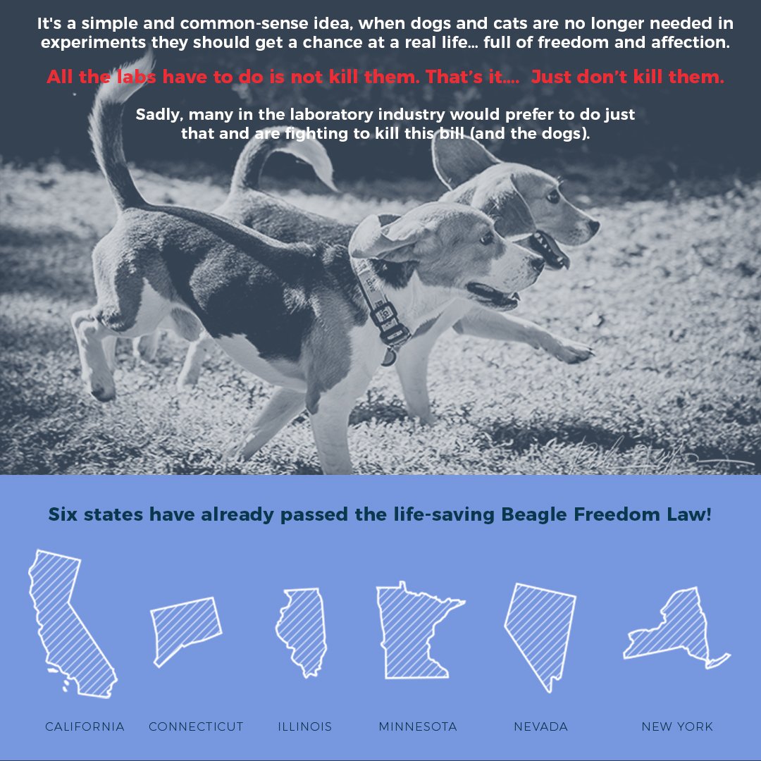 beaglefreedom's tweet photo. Six states have already passed the Beagle Freedom Law! Let’s get Maryland, Rhode Island and Massachusetts to join the pack! Please ask friends and family in these 3 states to contact their representatives. https://t.co/UMgwoSsRCy