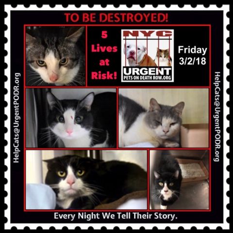TO BE DESTROYED 03/02/18 - Info - Urgent 
 Please share
View tonight’s list here: nyccats.urgentpodr.org tbd-cats-page/. The shelter closes at 8pm. Go to the ACC website( h... nyccats.urgentpodr.org/to-be-destroye…