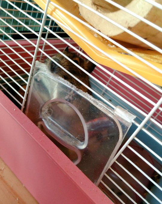 Twitterのコスプレ画像2