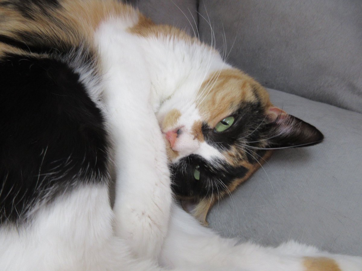 ねこ広場 Nekohiroba17 Twitter ねこ広場 Nekohiroba17 Twitter