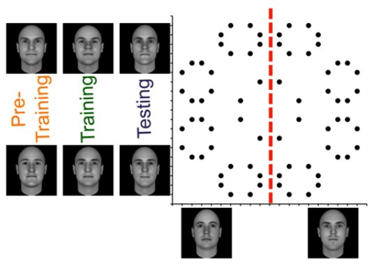 Novel representations that support rule-based categorization are acquired on-the-fly during category learning.