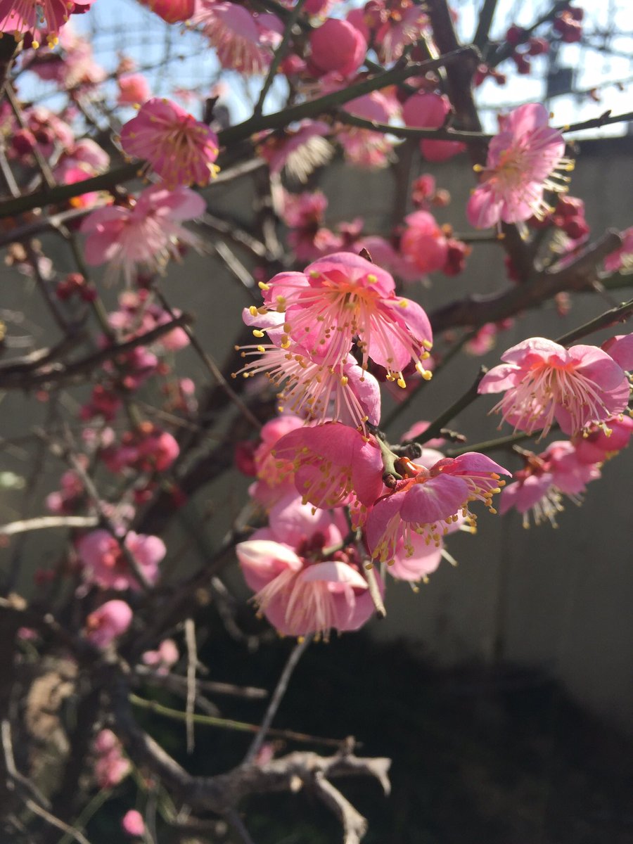 fulltimerinjp's tweet photo. Blossoming womanhood, like plum flower. #ariyoshi https://t.co/F1ysXHmRtb https://t.co/agMnRD4jnL
