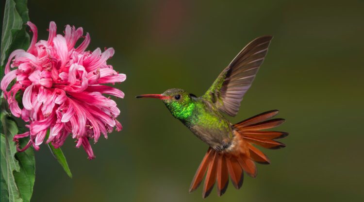 MonarchPollina1's tweet photo. Hummingbirds are another pollinator that we are are trying to attract in our new garden. Hummingbirds have such tiny feet that they can't walk or hop, just perch and shuffle. This allows them to be lighter for efficient flying. #hummingbird #mortonpride https://t.co/SNxe6lNaVQ