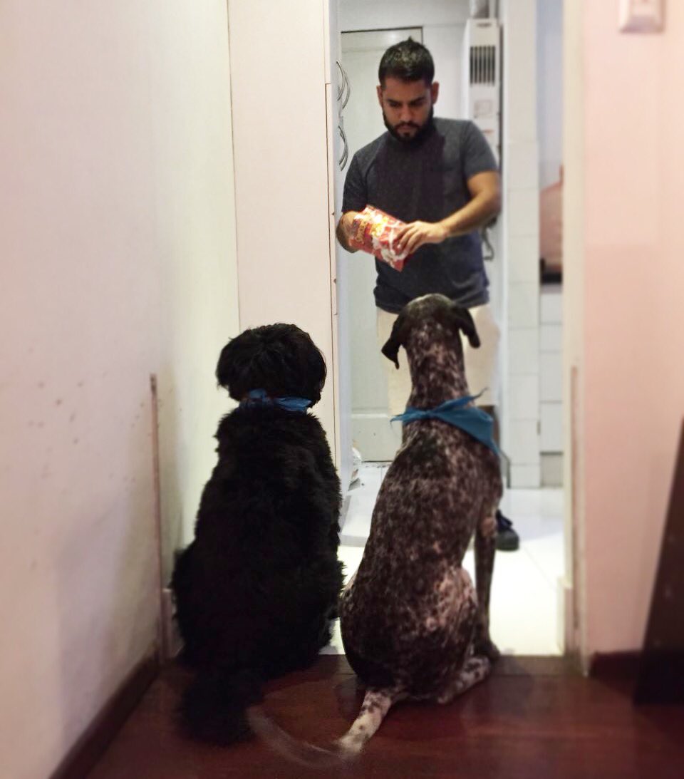 djxavieralvarad's tweet photo. Cómo cuando quieren premio y son bien obedientes 🐶🐶🍬 #Truffo #Oreo https://t.co/5H5XCN2pSy