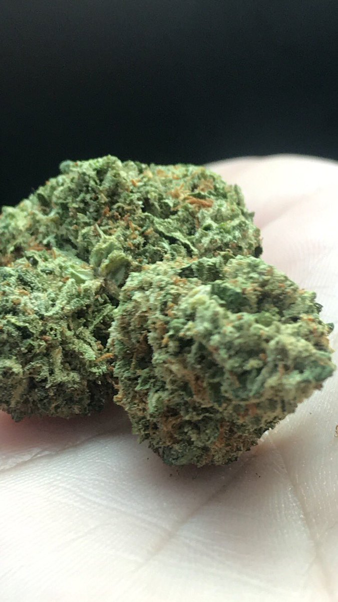 coffeejane420's tweet photo. A close up of the Strain: #Kosher she had some big nugs 🤤💜 #strain #CannabisMedicinal #CannabisCommunity #marijuana #weed #MedicalMarijuana #bud #420friendly #thc #StonerNation #stonerlife https://t.co/2nBpXkkOPo
