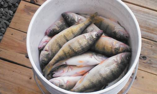 uaddt's tweet photo. @axios Yes indeed, but better yet.... https://t.co/fMBPSaGQVf .... Woo Hoo! #lakeperch https://t.co/H35bdiafjz