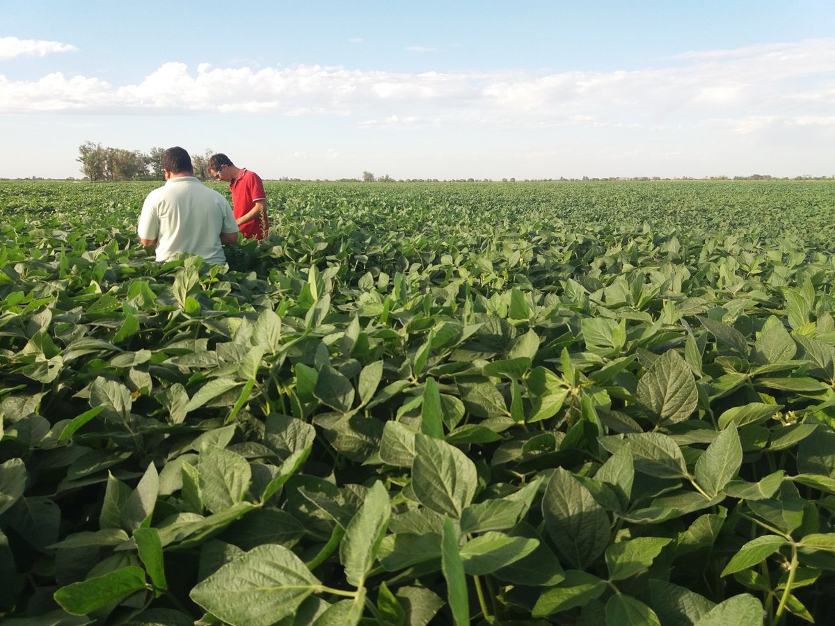 SeedcorpHO_ARG's tweet photo. Recorriendo ensayos en zona San Francisco (Cba) con Servicios Agrotécnicos. #Variedades HO. https://t.co/f6lUQIRJdf