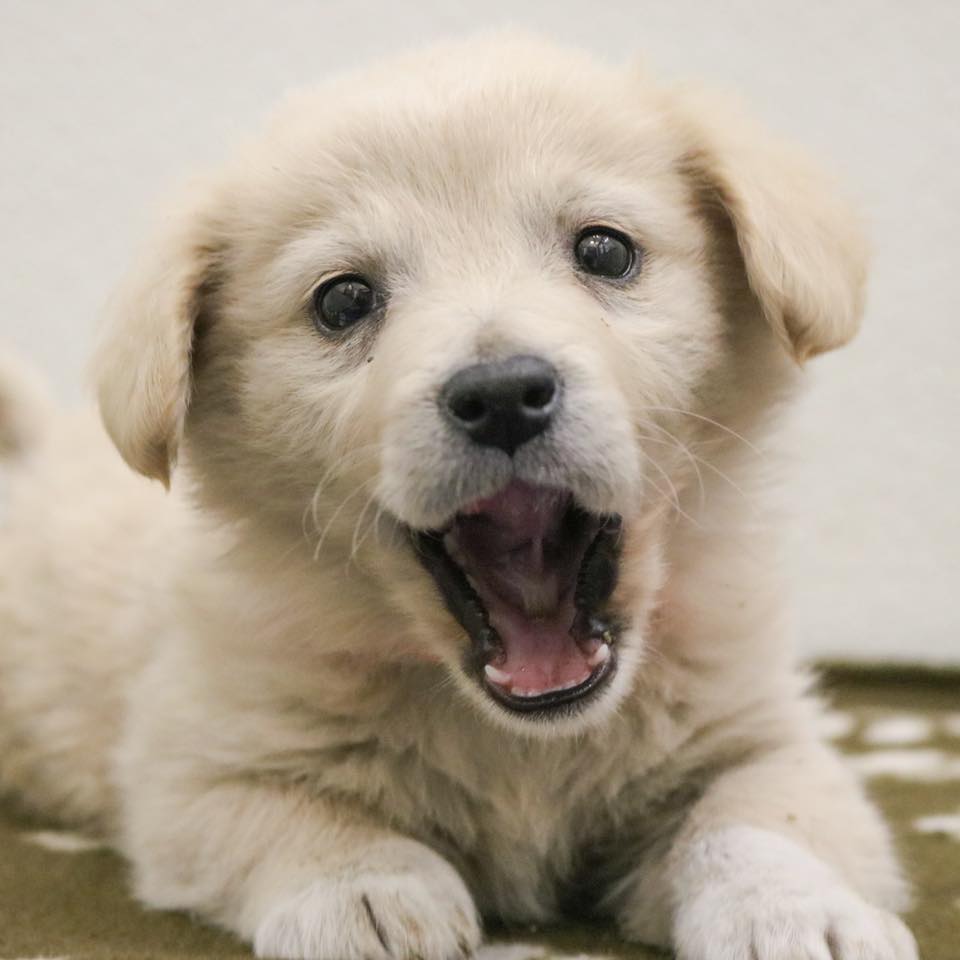 Ericka_Miller's tweet photo. Now is your chance to #AmplifyAHS! Each year, @austinhumane changes the lives of some 11,000 animals, giving them a second chance at their best life. Please consider donating now and together we'll help even more in the year to come! 
https://t.co/kkjRkfTgOF https://t.co/y7oxvBbyoP