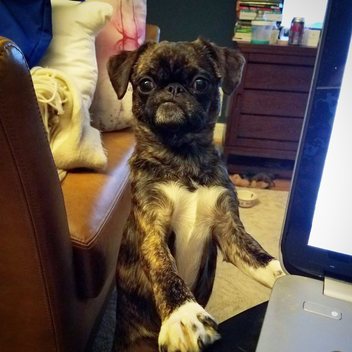 funaek's tweet photo. "If I'm one years old am I still a puppy? I think yesh." #happybirthday #oneyearold #tinyheadpug https://t.co/sfW3VFL6nL