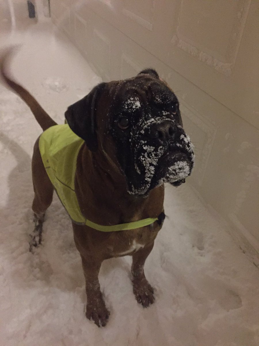 BoxerKiro's tweet image. Kiro looking forward to go for a walk in the snow ❄️❤️🐶 @boxergram @boxer_moments @boxer_dog_fanclub #boxerkiro @norskboxerklubb @agriahund @hundinorge #hund #kristiansand #norway @prettypinkacres @mindofbronx @boxerdogmommy @Jack_the_Boxer