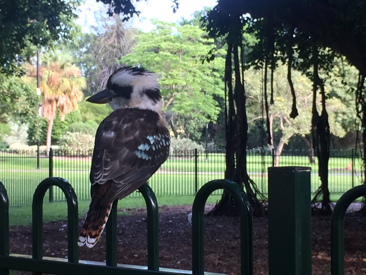 hollymcgovern19's tweet photo. Finally got a decent kookaburra photo 😍 #winning #kookaburra #birds #aussielife #steathmode https://t.co/HwONjGc7N7