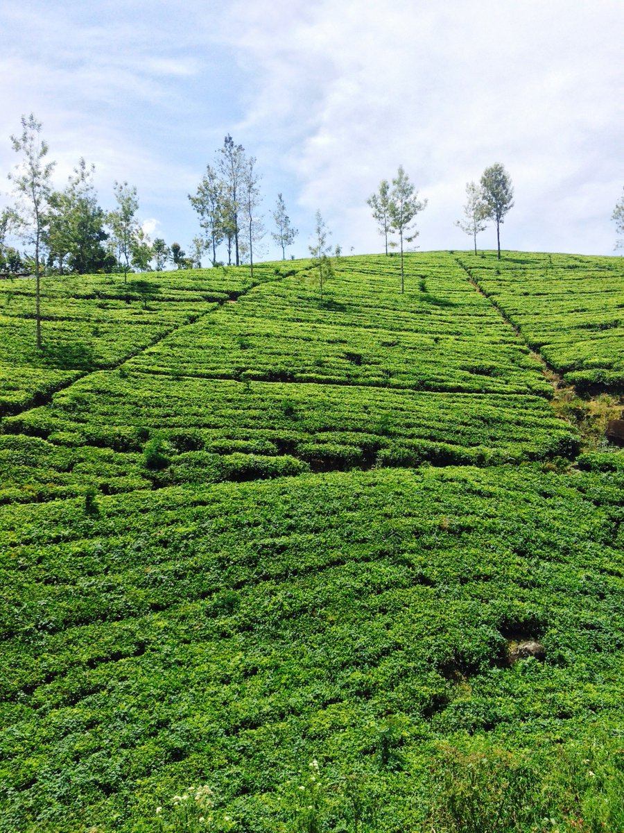 hilly region filled with Sri Lanka's Tea Plantations!
#travel #explore #galle #visitlanka #travelgram #tourism #backpacking #lushgreenery #scenicviews #ceylontea