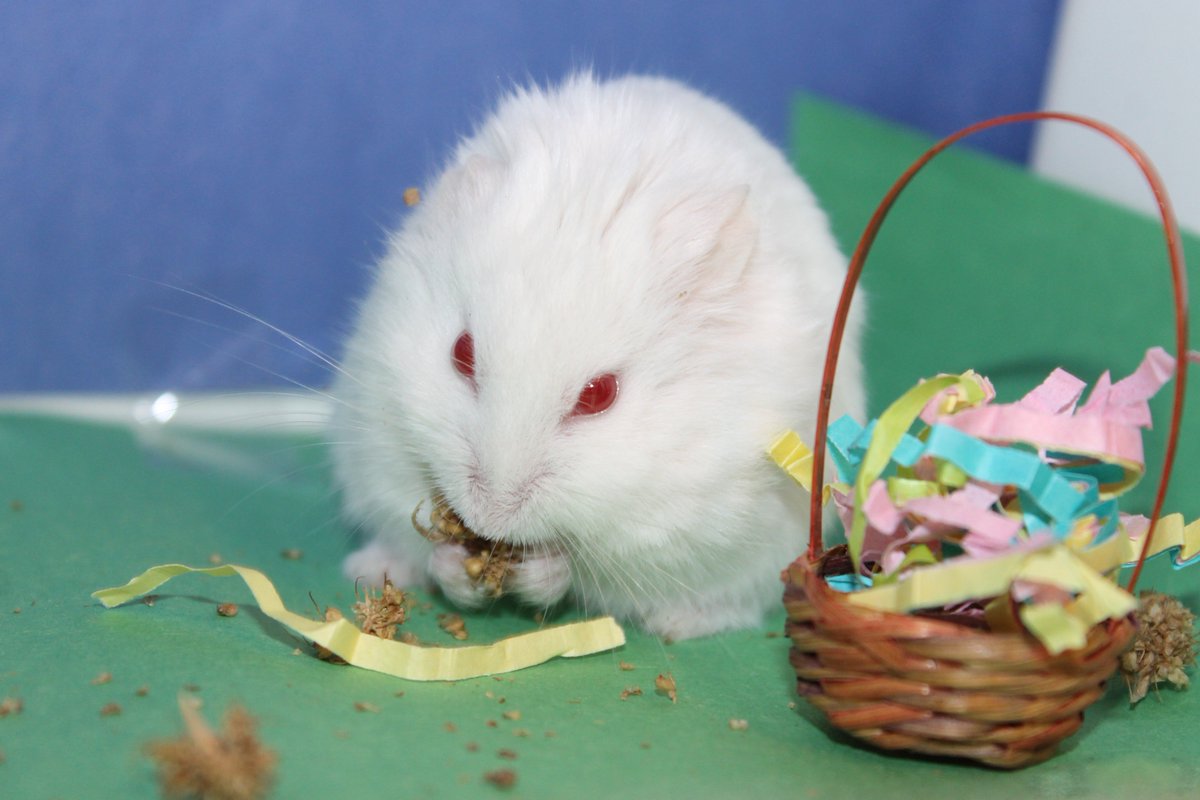 I find themed photoshoots very hard with hamsters, especially dwarfs. He was destroying the background paper, trying to eat the basket, and pulling all of the crinkle paper out of it. But I managed to get two clear pics, at least LOL. The second one is really bad though. 😂