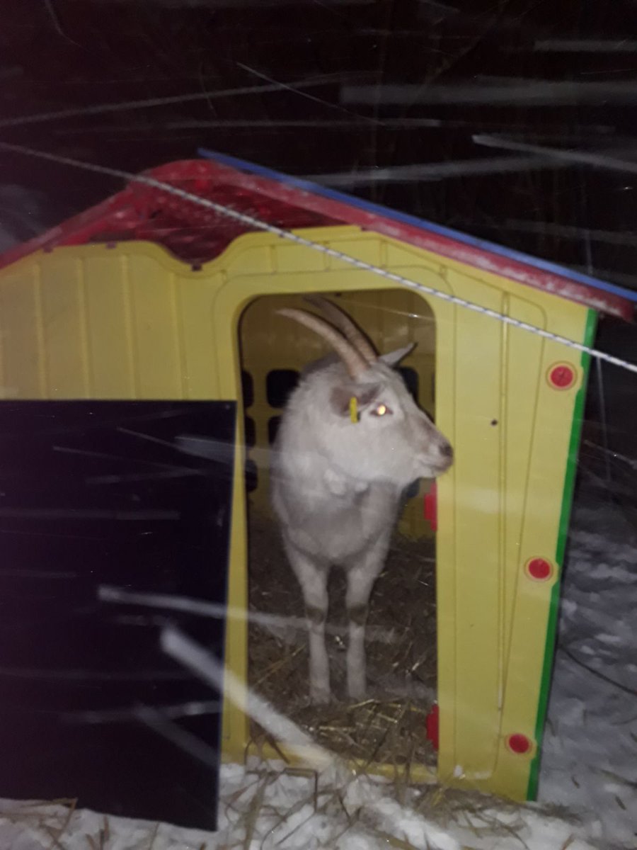 espawley's tweet photo. Just an average Thursday night, constructing a wendy house shelter for a goat in a blizzard! #streetgoats #BeastFromTheEast https://t.co/8LvENXV9eS