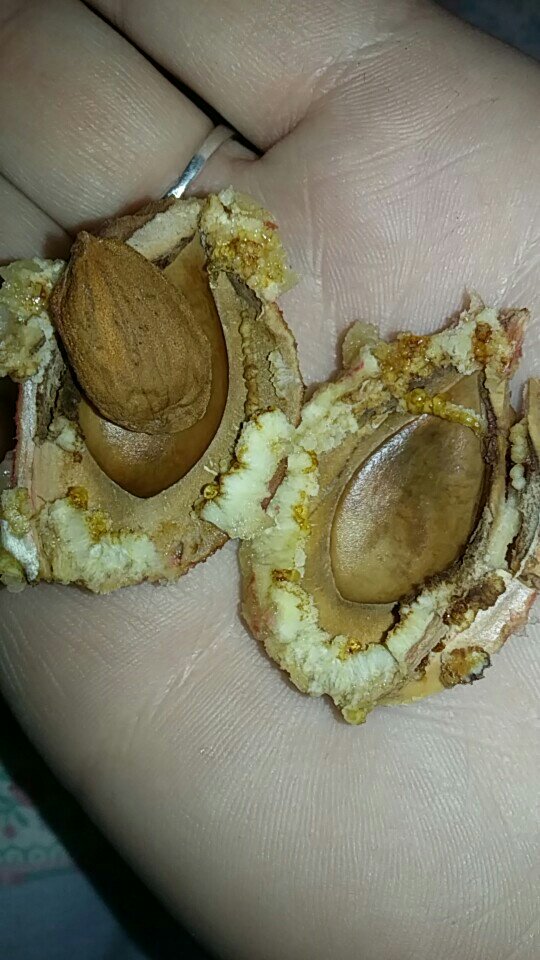 CalieLisey's tweet photo. This is what the inside of a peach pit looks like in case anyone was wondering. #IWas #NotWhatIWasExpecting https://t.co/jYGXETi7b7
