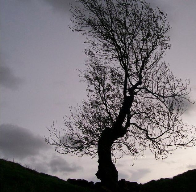 RobGMacfarlane's tweet image. Word of the day: "Yggdrasil" - in Norse cosmology, the great ash tree at the cosmos's centre, the branches &amp;amp; roots of which connect different realms &amp;amp; times, allowing passage from underworld to heaven. 
One of many such "world-trees" that stand rooted in global cultures.