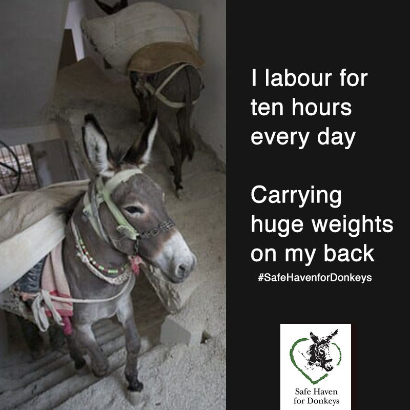 safehaven4donks's tweet image. Whilst we are not in a position to stop these donkeys from working, we are available to help them by providing free medical or farrier treatment. Education is also key to a better future for these donkeys buff.ly/2t6Mfr6  #beastsofburden #workingdonkeys #beastsofburden