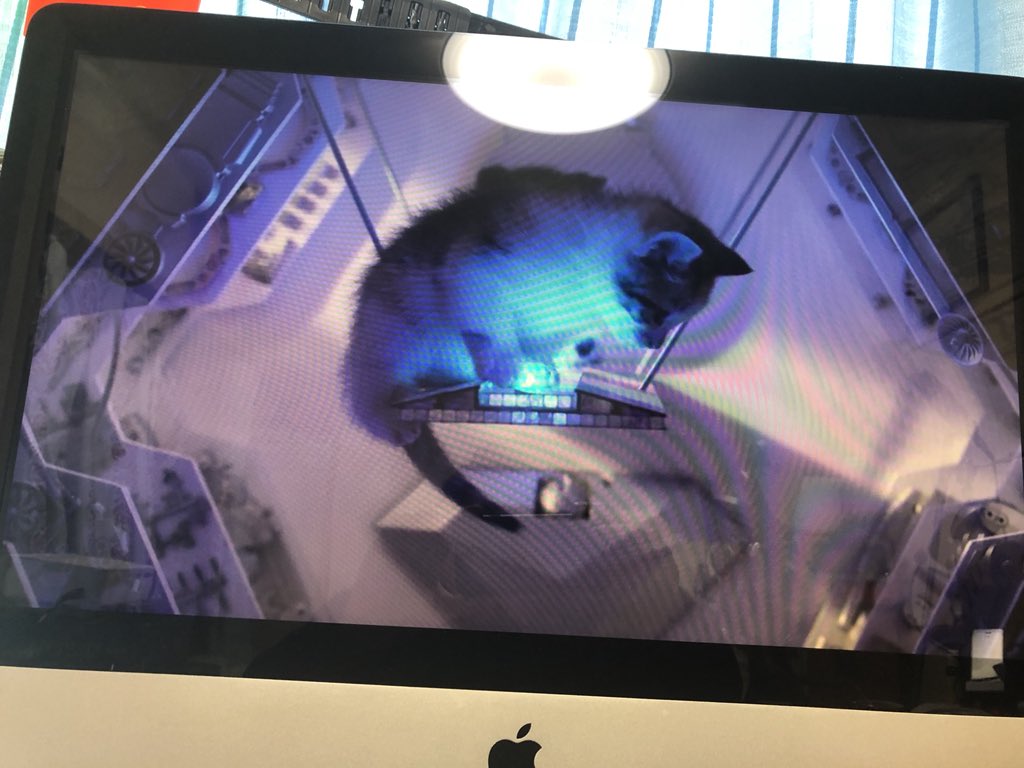 宇宙の子猫たち