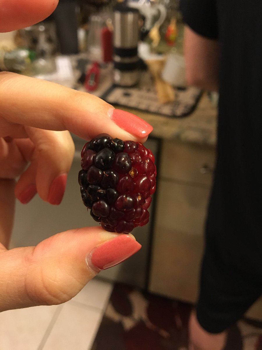 bumblesmcgee's tweet photo. This is a hybrid raspberry blackberry. You’ll only see one of these every 100 years. Retweet for good luck. https://t.co/Fx6404ic2B