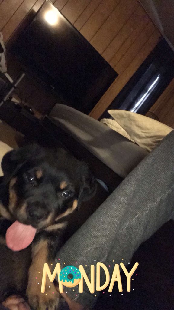 ChrisM2328's tweet photo. So Zander ran off while I was at work tonight. He was last seen around he park in Kellyville this evening. If anyone has seen him or if someone picked him up pleas call or text me at 918-810-3855 https://t.co/NGVNmehryZ